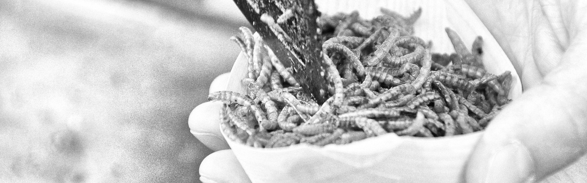 No Eating Insects,Pushback Shopping,Take Back Control
